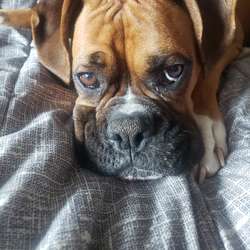 Boobles123456's Chat & Dating Profile